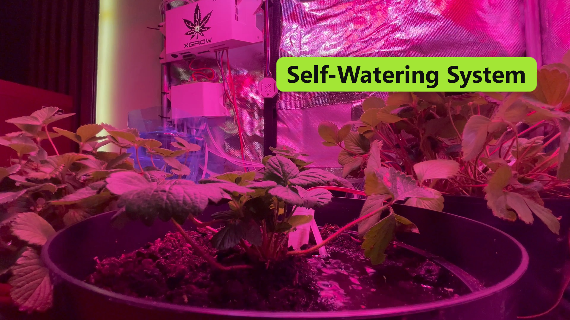 Self-Watering System